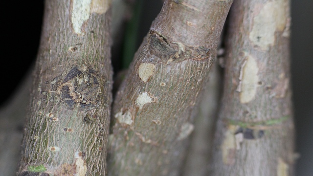 Close up of a Tree-like Plant
