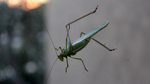 A Grasshopper on the Glass Window