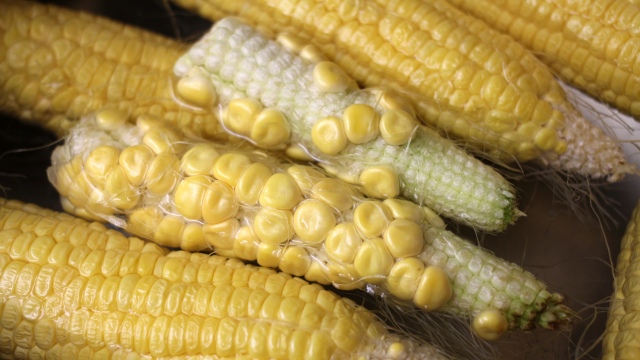 Anemic Corns